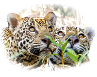 Pantanal 2026