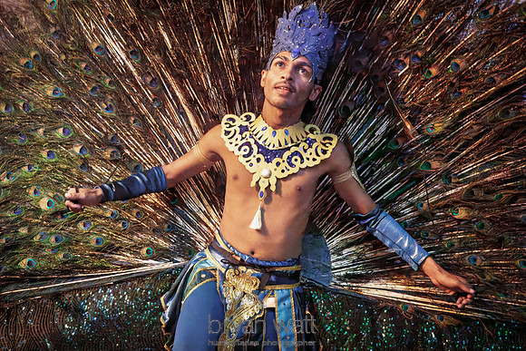 Peacock dancer