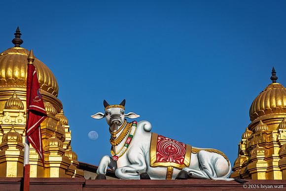 Sacred Bull Beneath the Moon