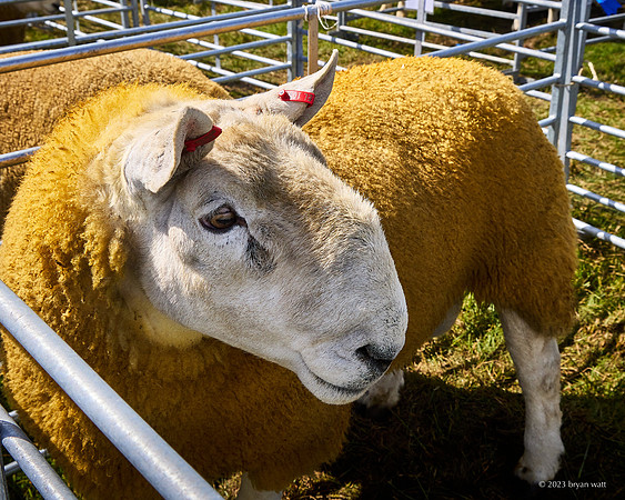 Cunningsburgh Agricultural Show 2023