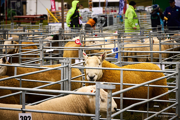 Cunningsburgh Agricultural Show 2023