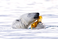 Arctic